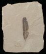 Fossil Caesalpinia Leaf - Green River Formation #16325-1